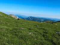 014 am Plateau machen es sich die Rinder gemuetlich